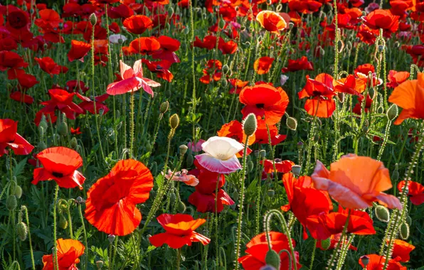 Summer, flowers, red, glade, bright, Mac, Maki, meadow