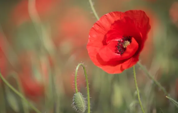 Field, summer, macro, light, flowers, red, nature, glade