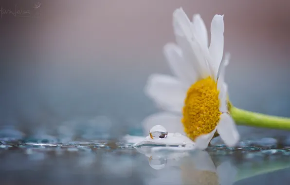 White, flower, water, macro, flowers, yellow, Rosa, background