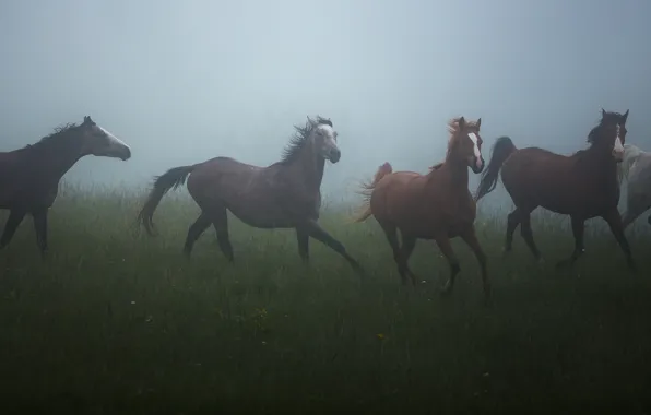 Field, summer, grass, nature, fog, mood, horse, horse