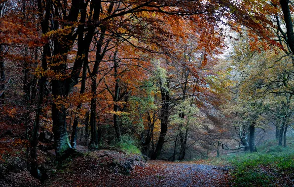 Autumn, forest, trees, nature, paint, foliage
