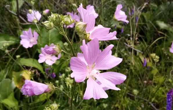 Flowers, the steppe, Nature, mallow steppe