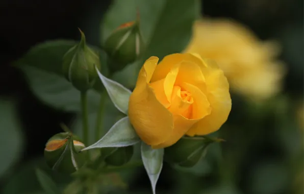 Rose, Bud, yellow