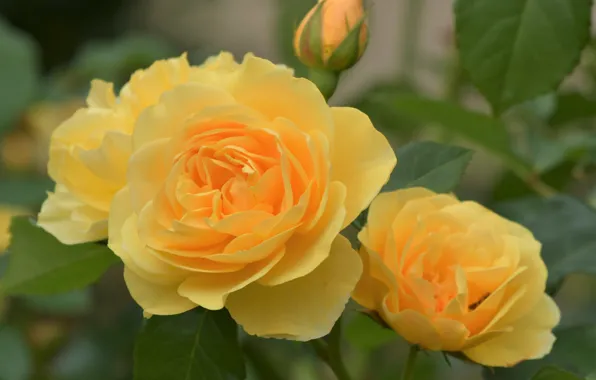 Macro, roses, petals, Bud, yellow