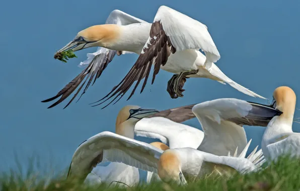 Bird, wings, beak, the Northern Gannet