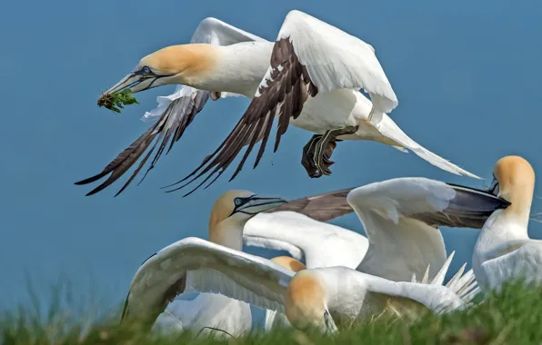 Picture bird, wings, beak, the Northern Gannet