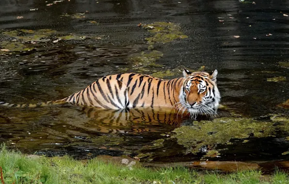 Picture grass, water, tiger, shore, bathing, pond, swimming