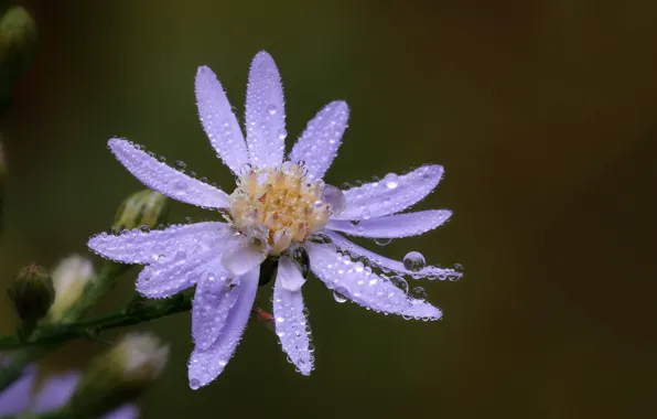 Picture flower, macro, water drops