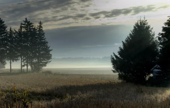 Picture field, landscape, nature, fog, morning