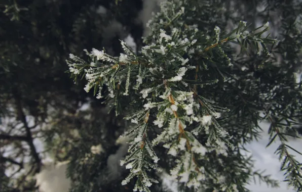 Picture winter, frost, branch