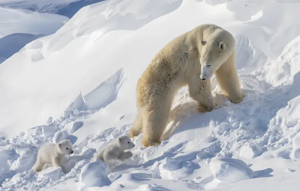 Winter, snow, pose, study, slope, hill, the snow, bear