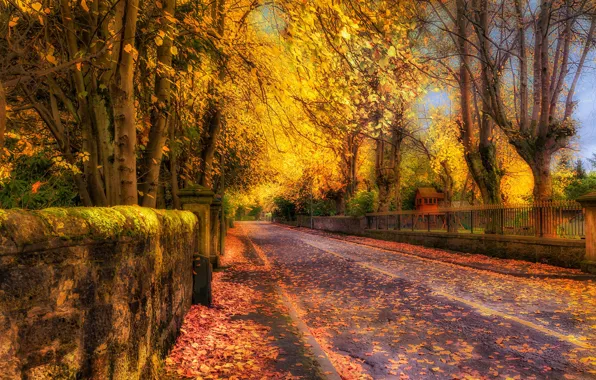 Autumn, leaves, trees, nature, street, HDR, trees, autumn