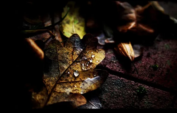 Picture autumn, asphalt, leaves, drops