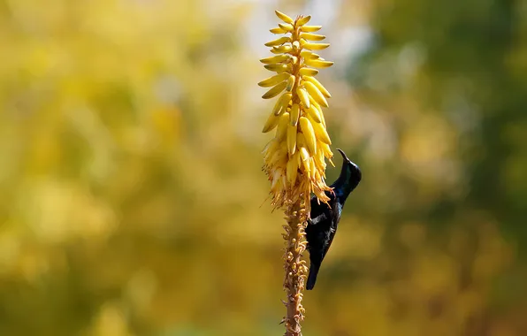 Picture flower, nature, bird, black