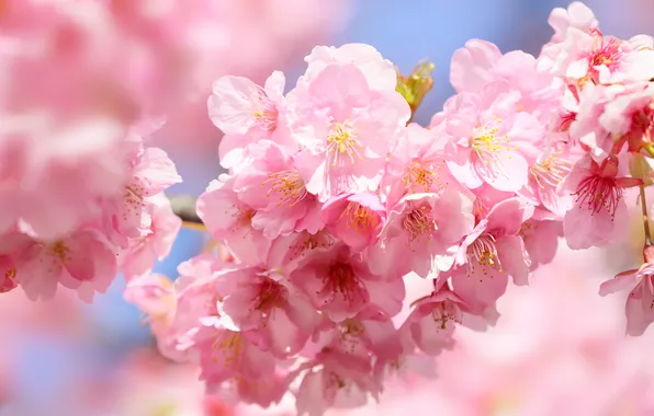 Leaves, flowers, branches, spring, petals, Sakura, flowering