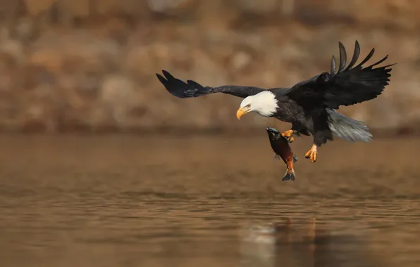 Flight, bird, fish, pond, mining, bald eagle, wingspan