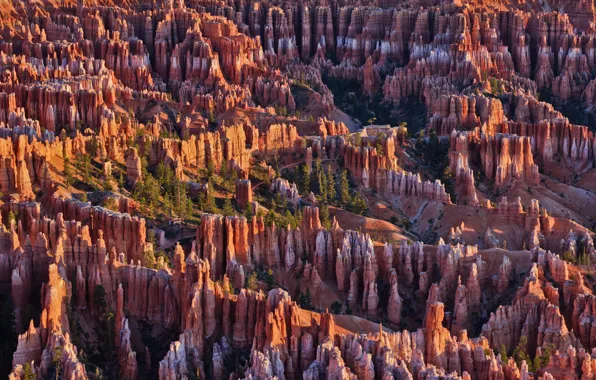 Picture trees, mountains, rocks, Utah, USA, Bryce Canyon National Park