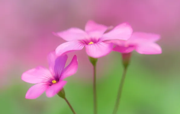 Flowers, oxalis, wood sorrel