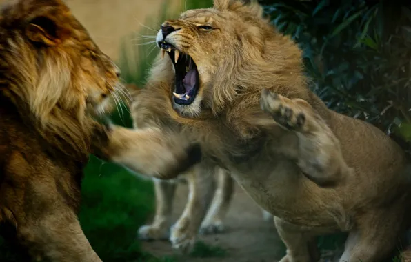Picture Leo, the king of beasts, lions, showdown, aggressive