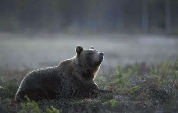 Picture nature, fog, bear