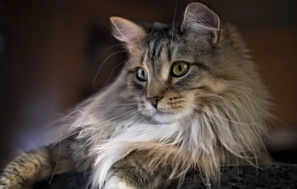 Cat, look, portrait, Maine Coon