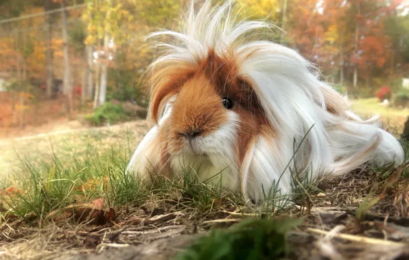 Look, nature, wool, Guinea pig, face, shaggy