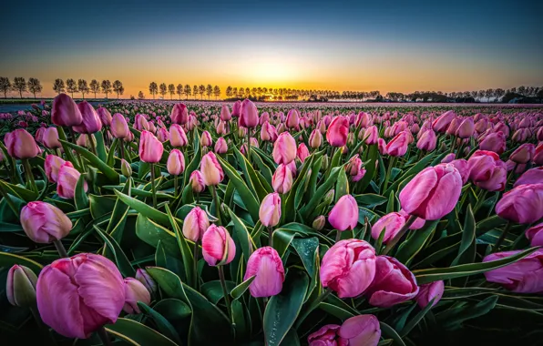 Wallpaper field, landscape, flowers, nature, dawn, morning, tulips ...