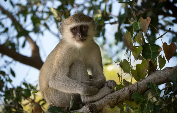 Picture look, monkey, sitting