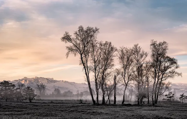 Picture field, trees, fog