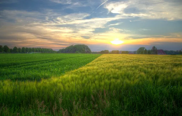 Picture field, summer, the sky, sunset, ears, cereals