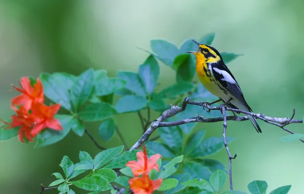 Flowers, branches, bird, spring, flowering, bokeh