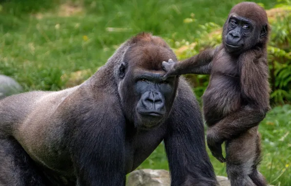 Monkey, zoo, primates, Rotterdam Zoo