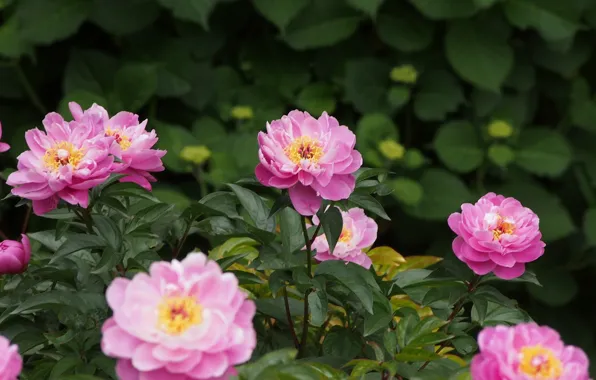 Picture leaves, Wallpaper, rose, Bush