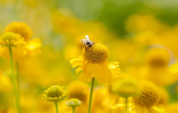 Picture summer, flowers, bee