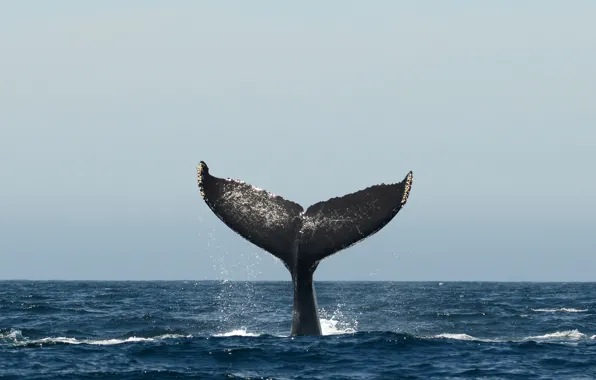 Picture pacific ocean, sea, whale, fluke, humpback whale