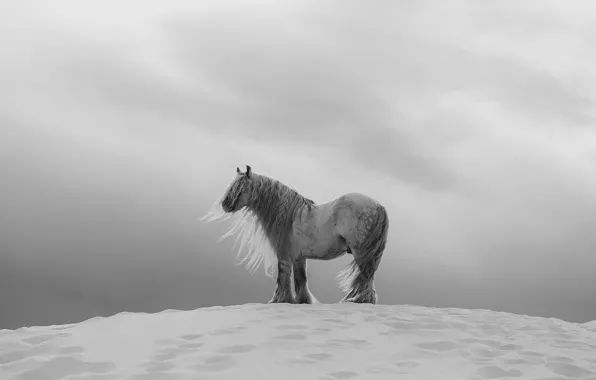 Winter, field, the sky, clouds, snow, grey, horse, horse