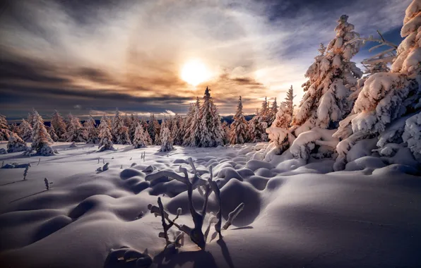 Winter, forest, the sky, the sun, clouds, light, snow, sunset