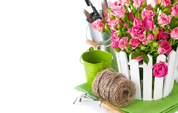 Picture flowers, white background, thread, napkin, pot, pink roses, pruner