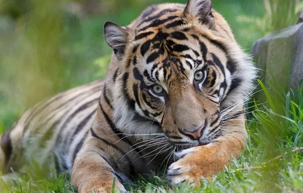 Picture face, tiger, predator, paws, wild cat, washing