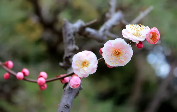 Picture macro, flowers, sprig, spring, Sakura, flowering