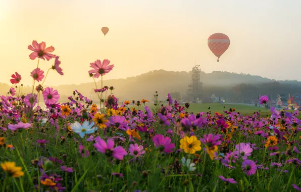 Picture field, summer, the sky, the sun, flowers, summer, pink, field