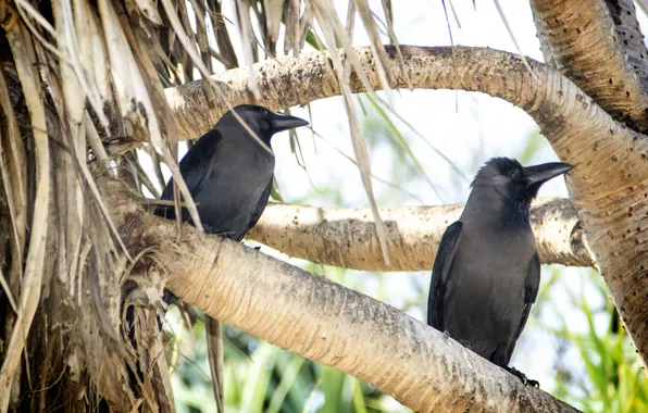 Branch, kingfisher, Crow, beak, thanujan, thanujan thanabalasingam, thanujan_t, thanujan13