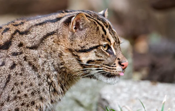 Wild cat, cat-fisherman, fishing cat