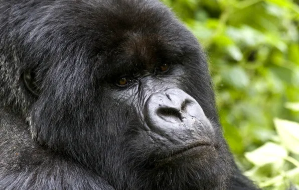 Picture power, animal, gorilla, wildlife, strong
