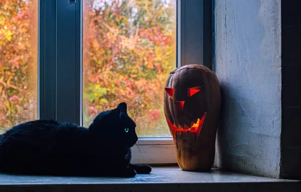 Autumn, cat, cat, smile, holiday, foliage, black, laughter