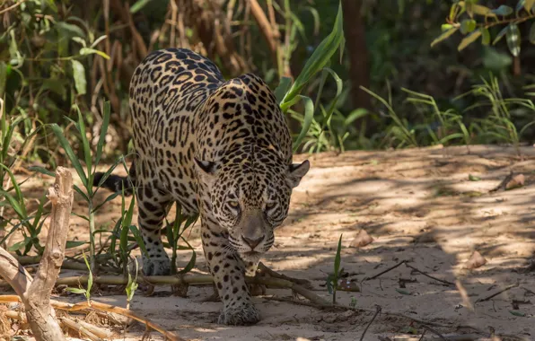 Picture nature, leopard, big cat