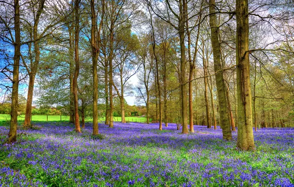 Picture forest, flowers, spring