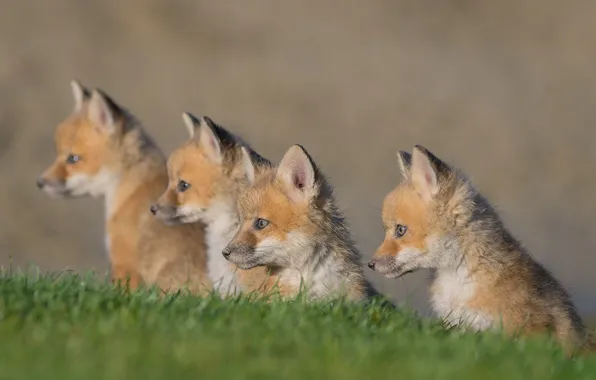 Picture grass, background, Fox, Quartet, cubs, cubs