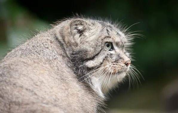 Picture cat, face, profile, manul