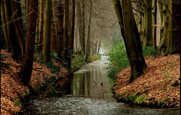 Autumn, forest, leaves, water, trees, plants, forest, Nature